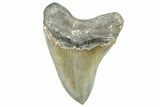 Serrated, Fossil Megalodon Tooth - North Carolina #368429-2